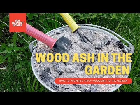 HOW TO APPLY WOOD ASH TO GARDEN SOIL. A SOIL SCIENTIST EXPLAINS THE PROPER WAY TO USE WOOD ASH 🚨
