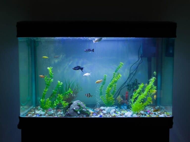 Is Ceramic Safe for Your Fish and Aquatic Plants? Aquariums Safety