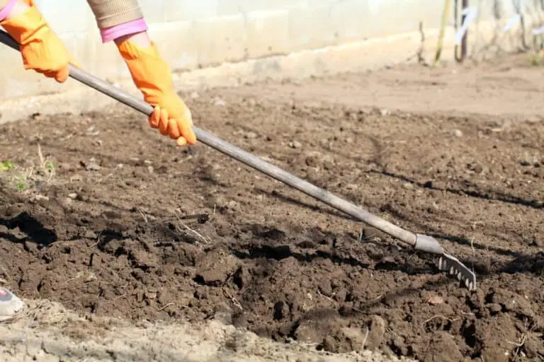 Can You Make Potash From Wood Ashes? DIY Fertilizer